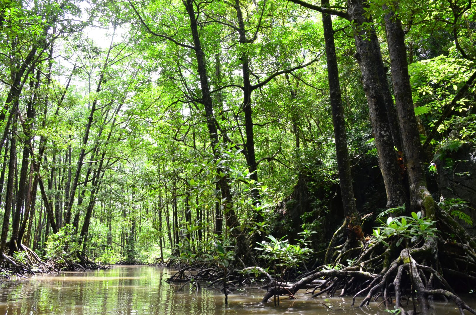 Qué es un manglar y para qué sirve. Tipos - Fundación Aquae