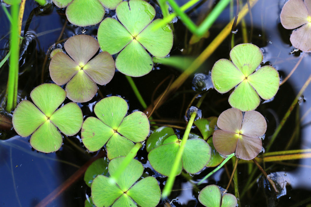 Especies de plantas extintas: trébol de cuatro hojas 