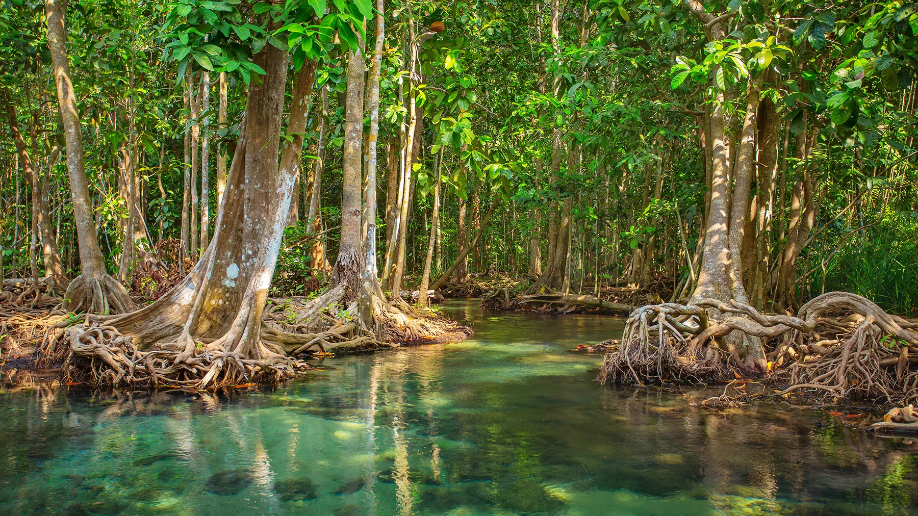 qué es un manglar