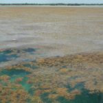 Los satélites han descubierto una gran floración de algas marinas o sargazos. La selva marina más grande nunca registrada en el océano.