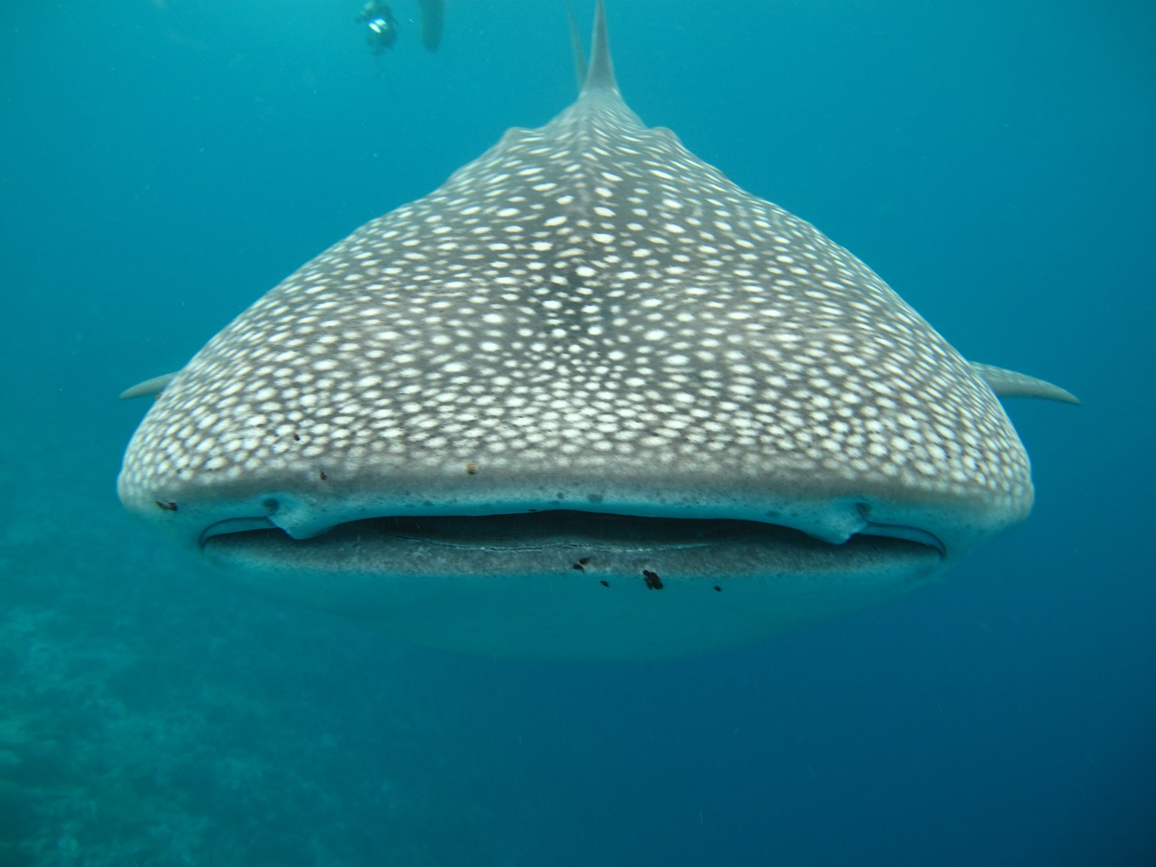 El tamaño del tiburón ballena lo convierte en el pez más grande de mares y océanos de todo el mundo