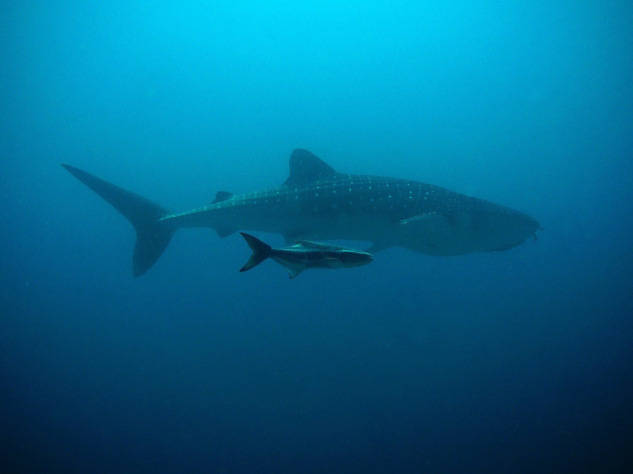 El tiburón ballena en Filipinas tiene un significado muy especial para la cultura de la zona