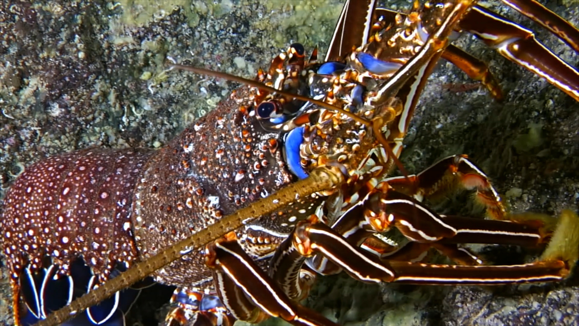 Langosta marrón o herreña todas las características Fundación Aquae