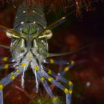 El camarón de roca juega un papel fundamental en el ecosistema marino