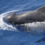 El calderón tropical es el cetáceo que nada más rápido en profundidad