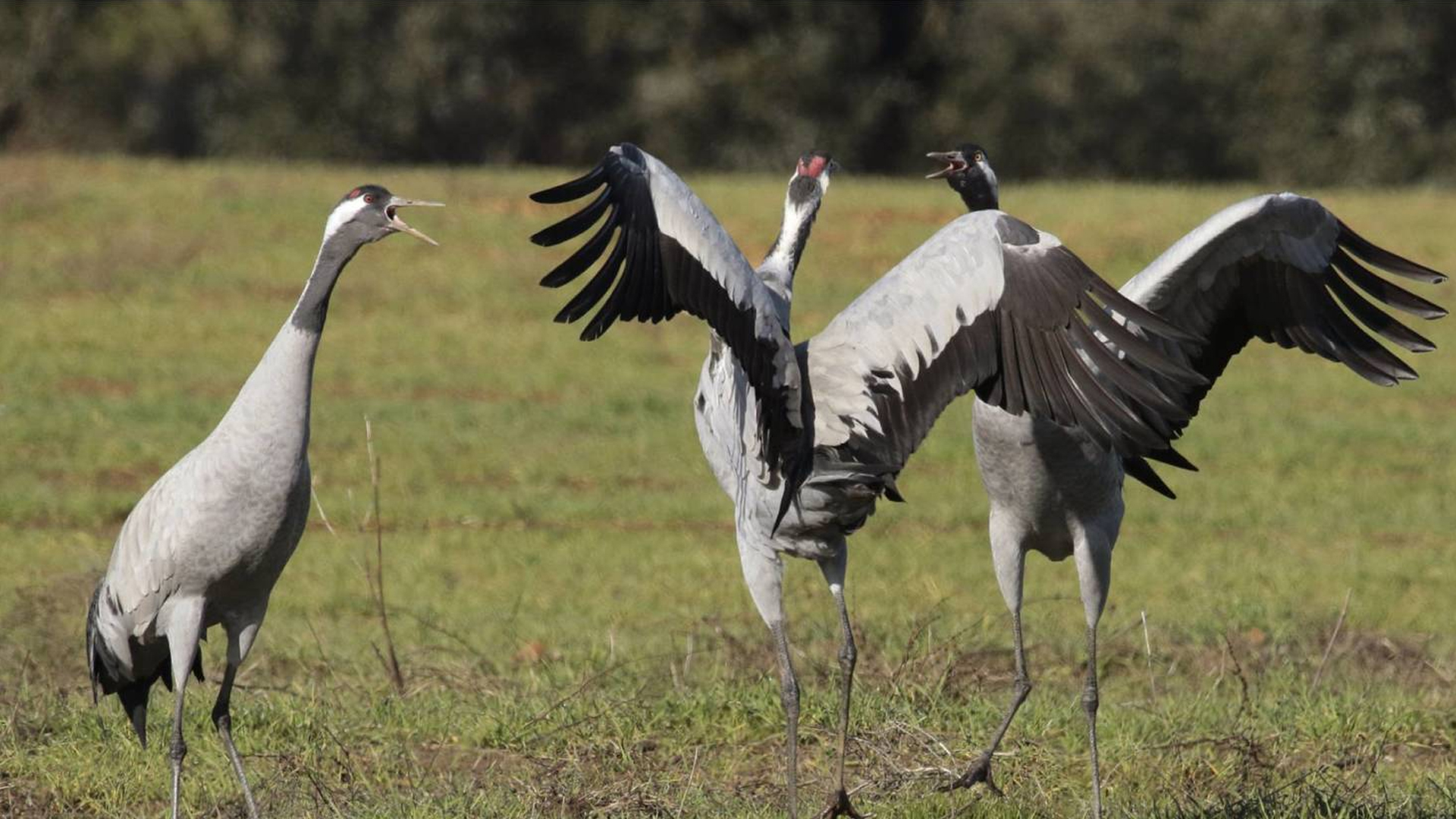 La grulla común, una especie monógama | Fundación Aquae