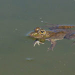 La rana común es un anfibio de tamaño medio y piel permeable
