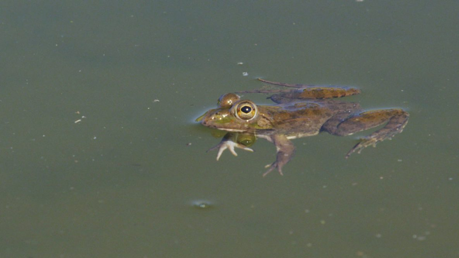 Rana común todo sobre este anfibio de piel permeable Fundación Aquae