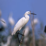 La garceta común es un ave de tamaño medio y plumaje blanco.
