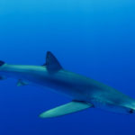 El tiburón azul es la especie más elegante del océano