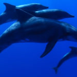 El delfín esteno es considerado como la especie con más inteligencia del mar