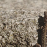 La lagartija ibérica es un reptil escurridizo que desprende parte de su cuerpo