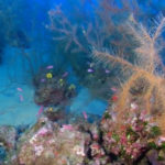 El coral negro es una joya escondida en el océano