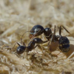 Las hormigas son la especie de insecto más trabajadora y común