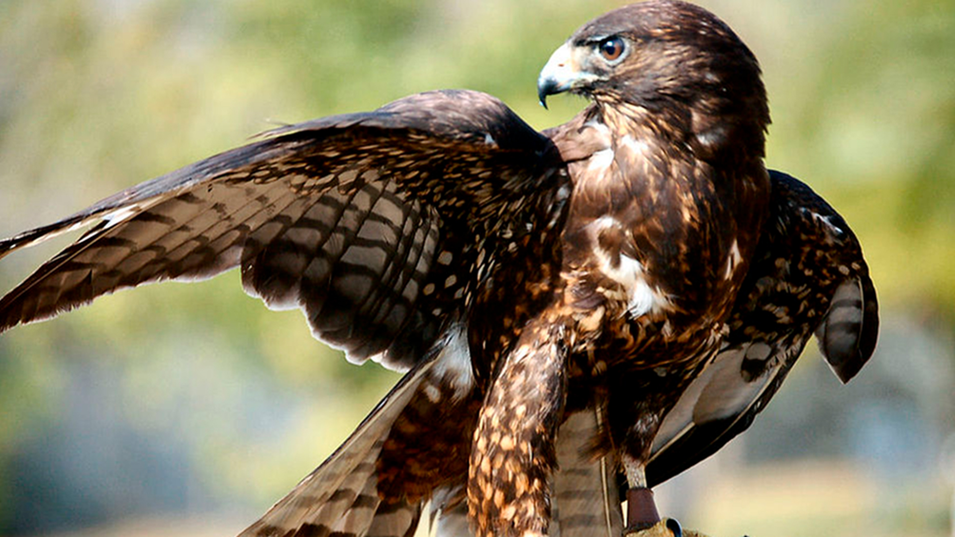 Águila calzada: conoce al águila más pequeña - Fundación Aquae