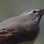 La lavandera cascadeña es un ave que caza insectos en vuelo