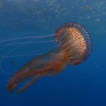 Las medusas cada vez se acercan más a la costa