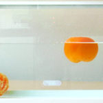 densidad de las mandarinas en el agua por el principio de arqúimedes