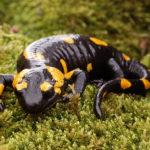 La variabilidad del flujo de la corriente pone en peligro a la salamandra