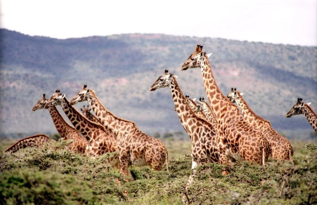 Plantación Recientemente transmisión La jirafa en extinción, una gran preocupación - Fundación Aquae