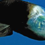 pez duende, Pez con cabeza transparente