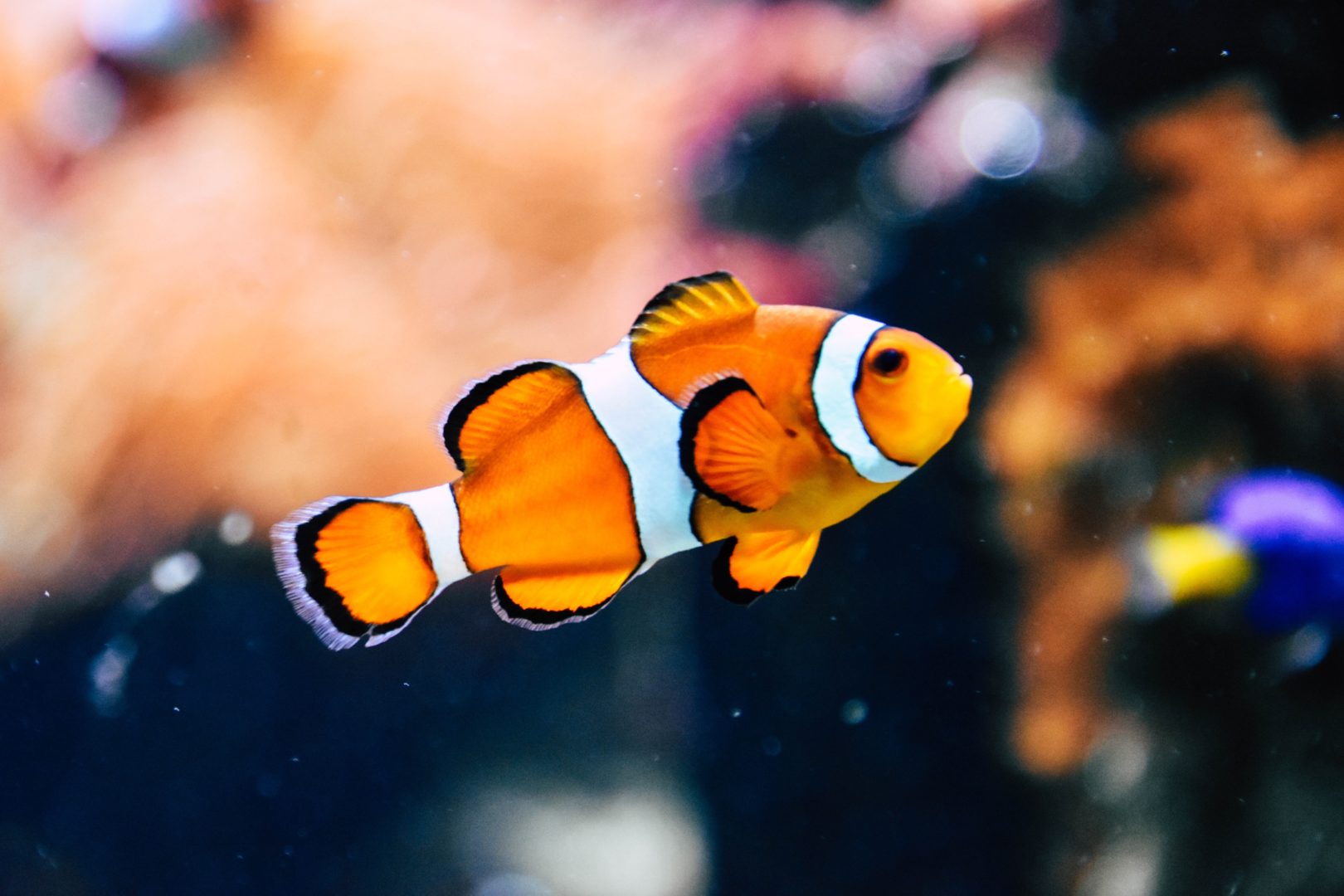 Los peces y los seres humanos comparten el sueño REM - Fundación Aquae