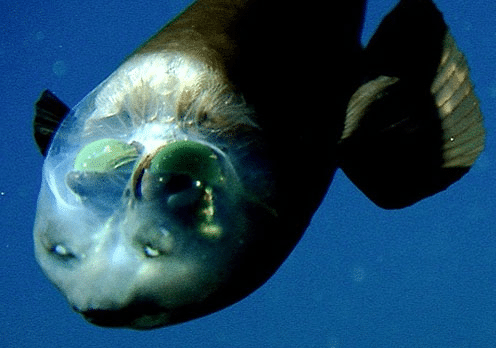 VIDEO: El pez duende, una extraña criatura marina con cabeza transparente