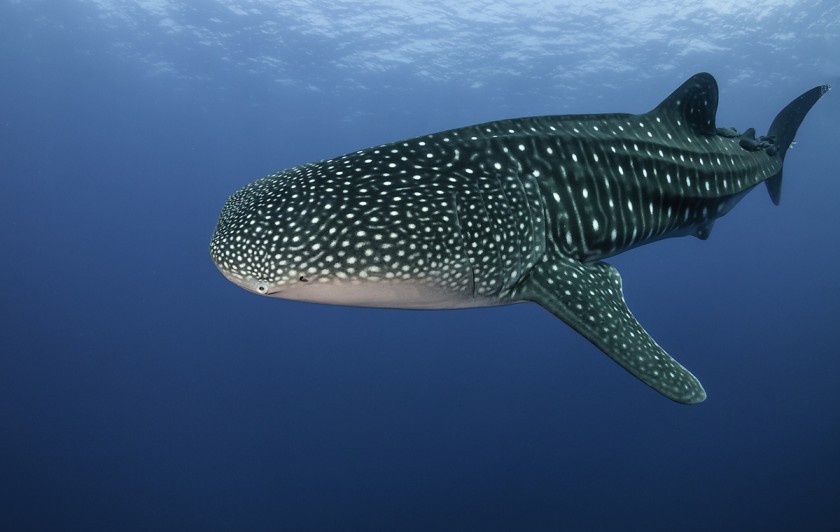 El tiburón ballena: características y especificaciones | Fundación Aquae