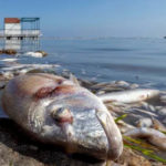 Decenas de miles de peces han aparecido muertos en el Mar Menor (Murcia), debido a la falta de oxígeno en el agua.
