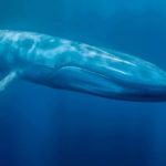 La lucha en Chile para descontaminar a la ballena azul