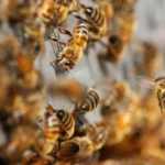 abejas en peligro de extinción