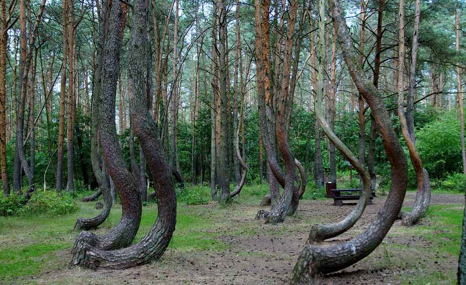 ¿Cuánto sabes de bosques?