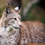 10 especies animales en peligro de extinción en España