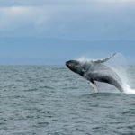 Investigadores crean un software basado en inteligencia artificial para el reconocimiento y mapeo de ballenas en los océanos