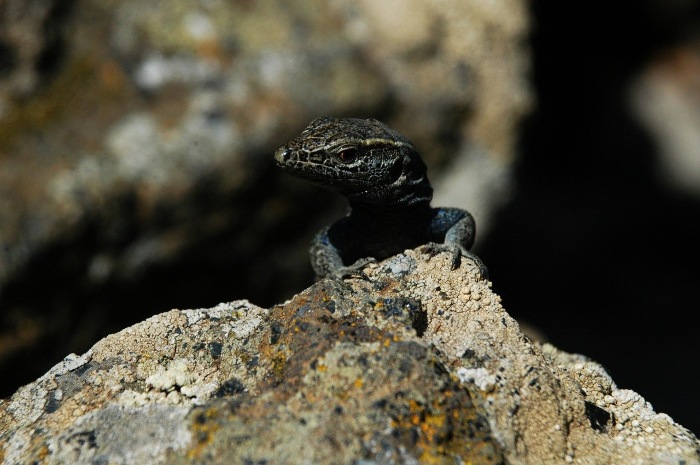 lagarto gigante, animales en peligro de extincion en españa