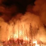 Los incendios en Australia amenazan la biodiversidad