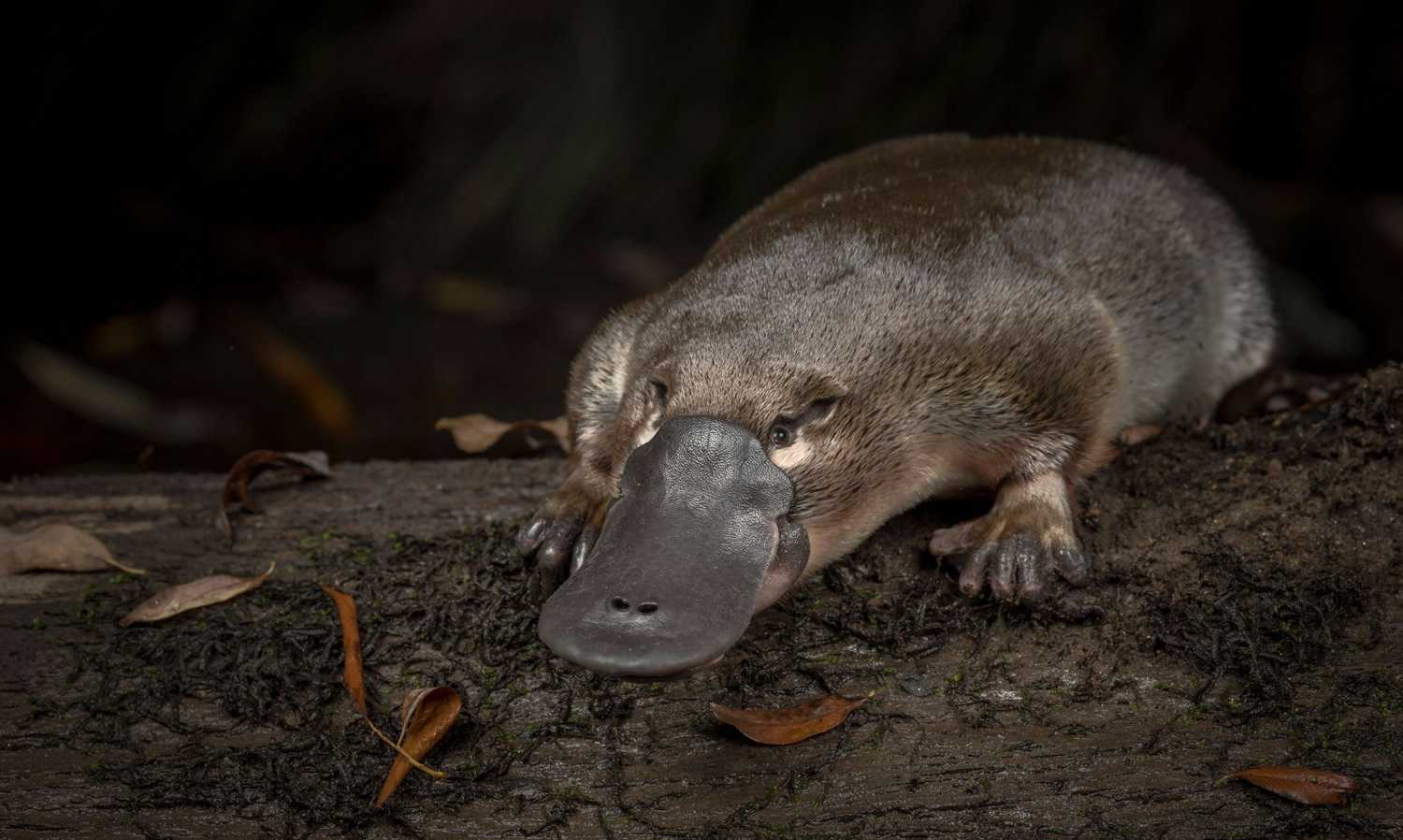 El Ornitorrinco En Peligro De Extinci n Fundaci n Aquae