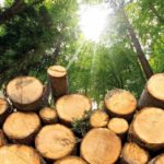 ¿Qué es la biomasa? Una energía orgánica