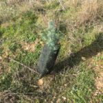 Éxito de la reforestación en Valderrey (Zamora)