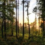 La gestión de los bosques sostenibles contribuye también a vivir en entornos mucho más saludables