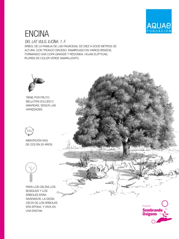 encina (Quercus ilex)