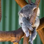 Conoce si realmente el koala está en peligro de extinción