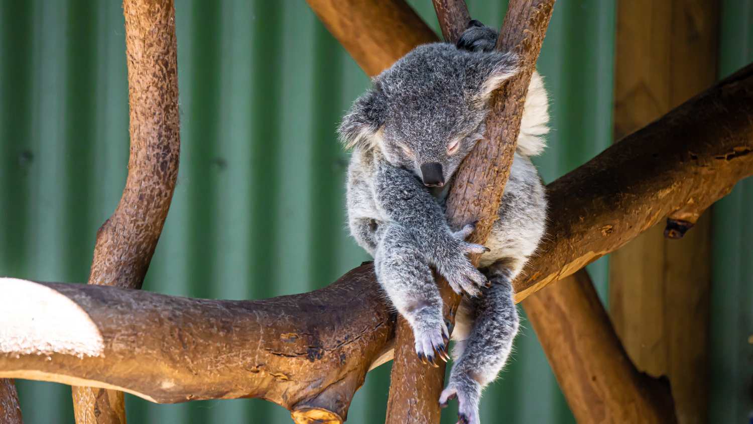 Conoce si realmente el koala está en peligro de extinción
