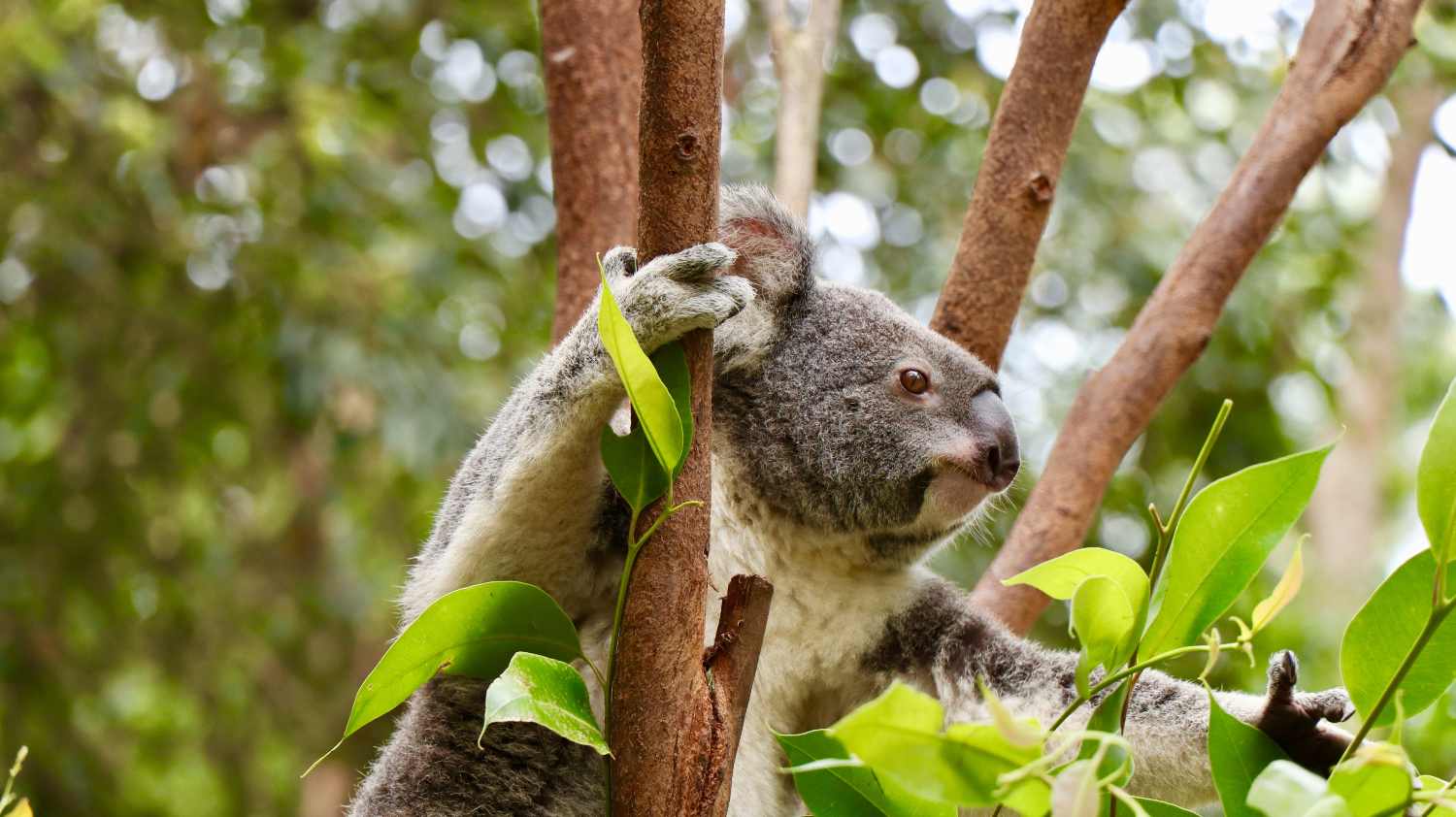 Conoce si realmente el koala está en peligro de extinción