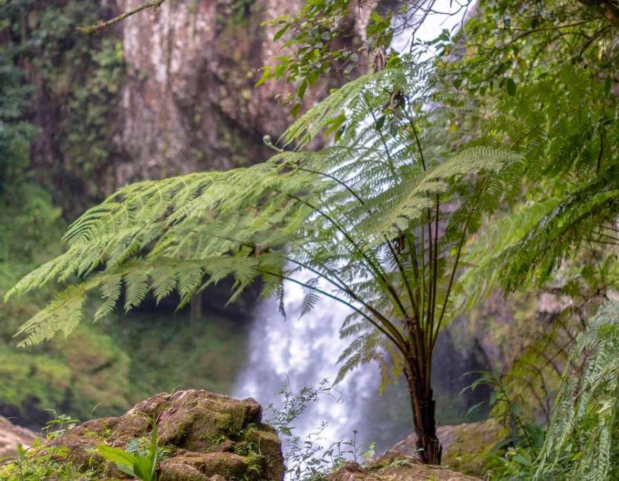 Causas de la pérdida de biodiversidad