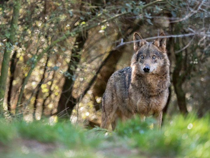 El lobo ibérico: un depredador social - Fundación Aquae