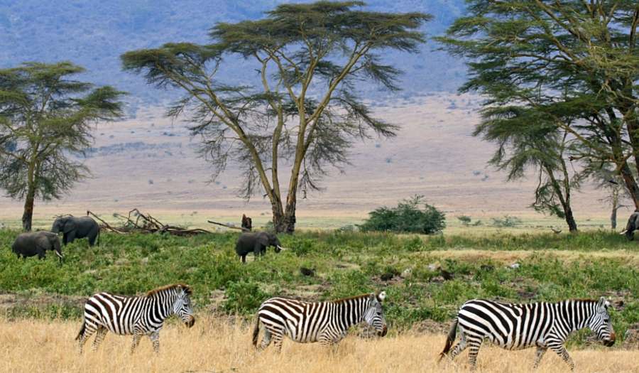 Serengeti (Tanzania)