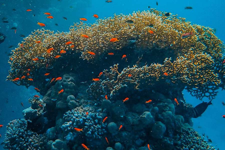 arrecifes de coral, amenazados por microplásticos