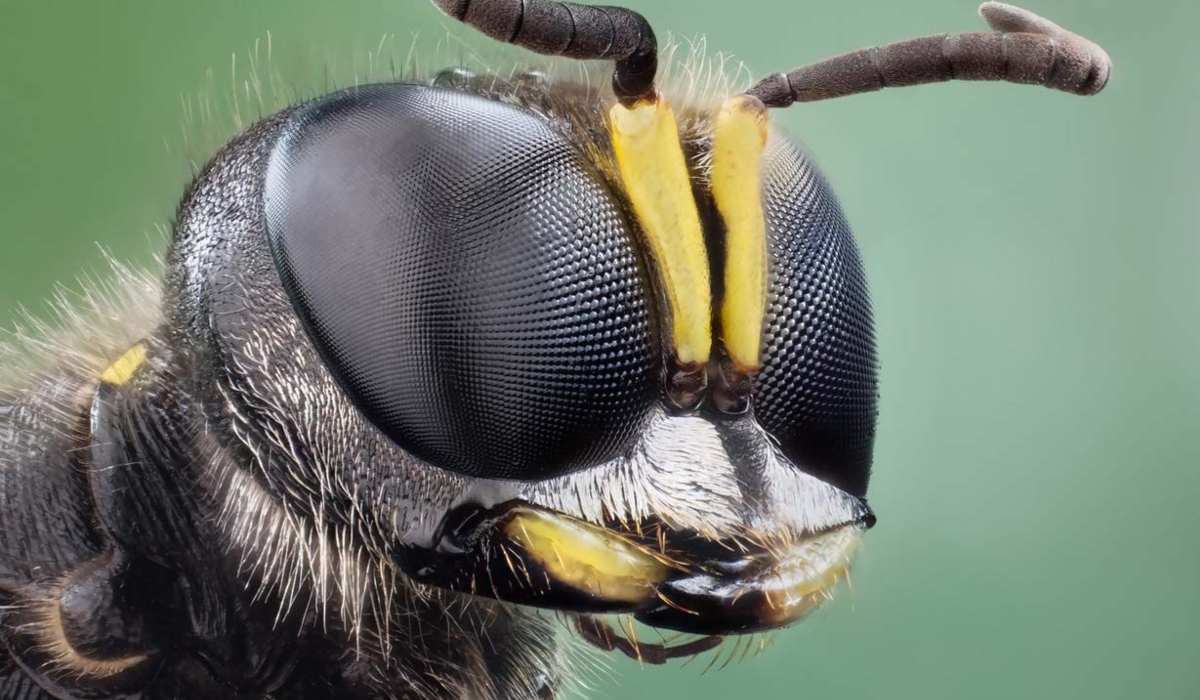 ¿cuánto sabes sobre las abejas?