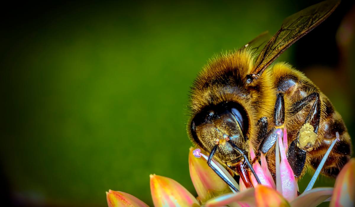 ¿cuánto sabes sobre las abejas?